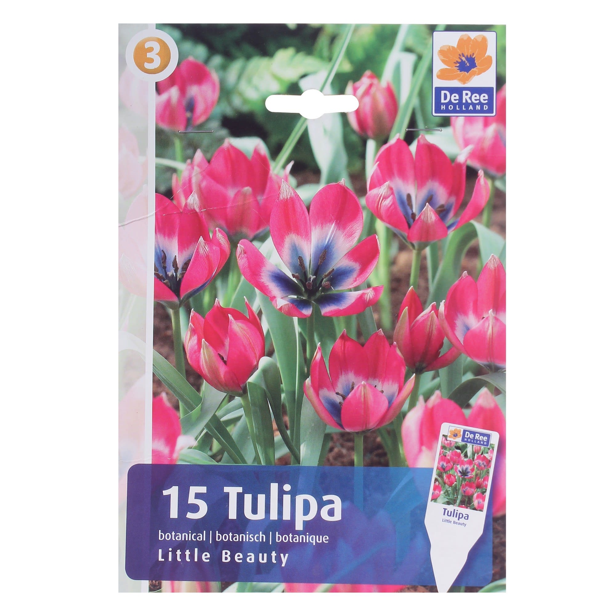 82004142 Тюльпан ботанический «Литл Бьюти» Santreyd 