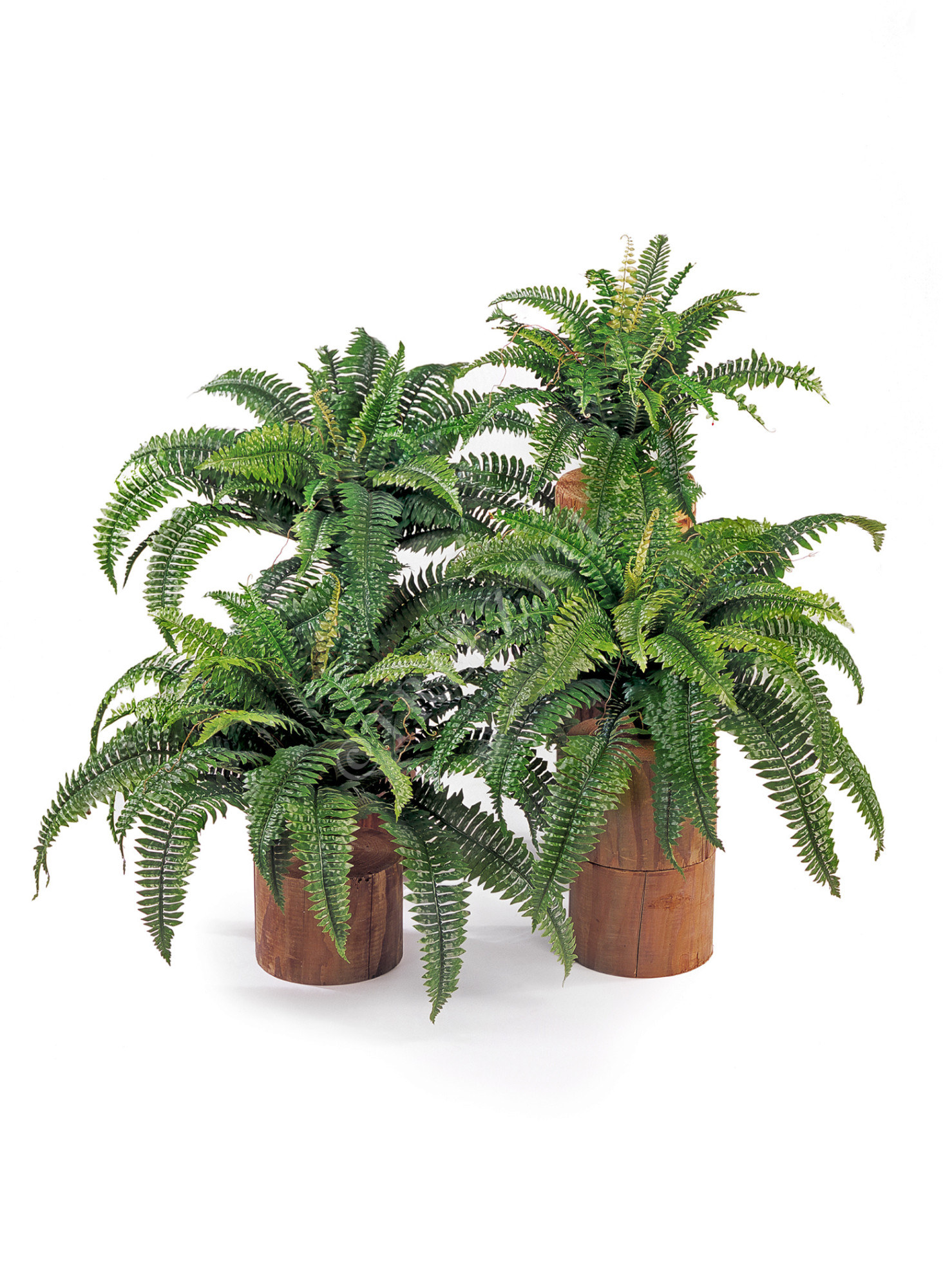 20.1324N Папоротник Бостон Цветочная коллекция 