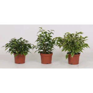 89356058 Фикус Бенджамина микс ø12 h25 см STLM-1380865