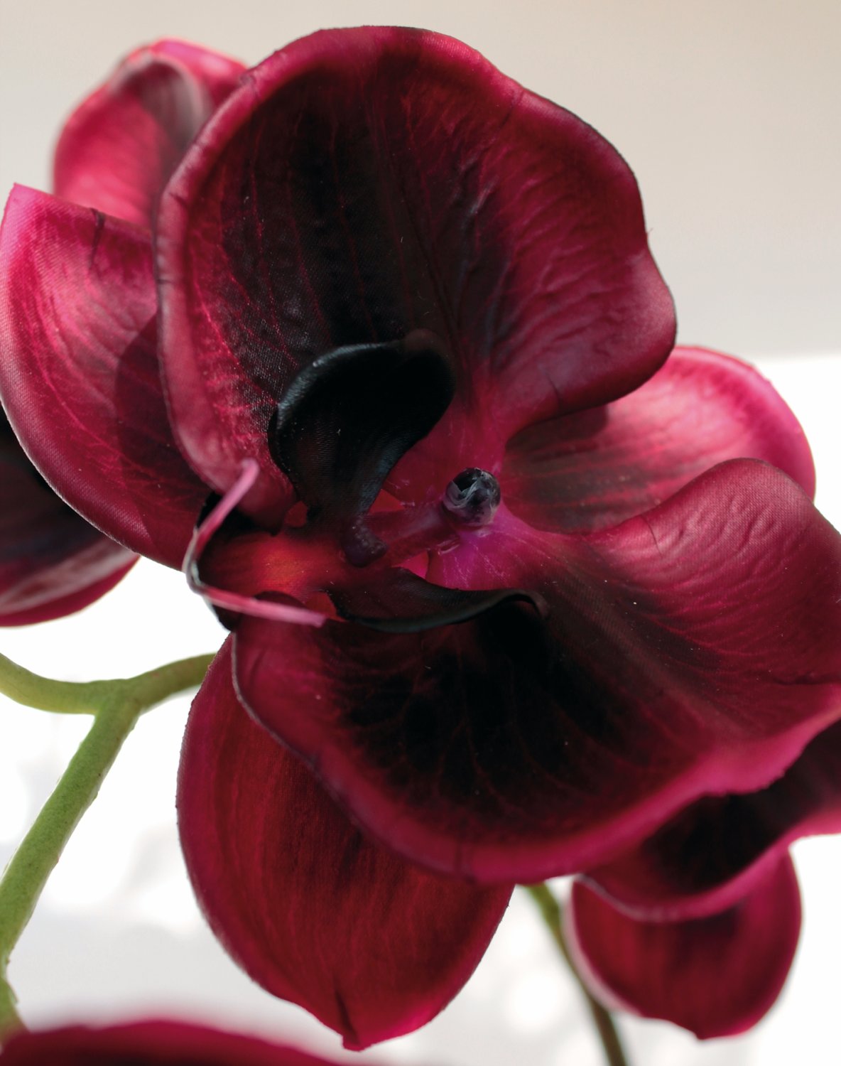 2407 490 a3 Искусственная орхидея Phalaenopsis, 114 см, real touch, красно-черная H-andreas 
