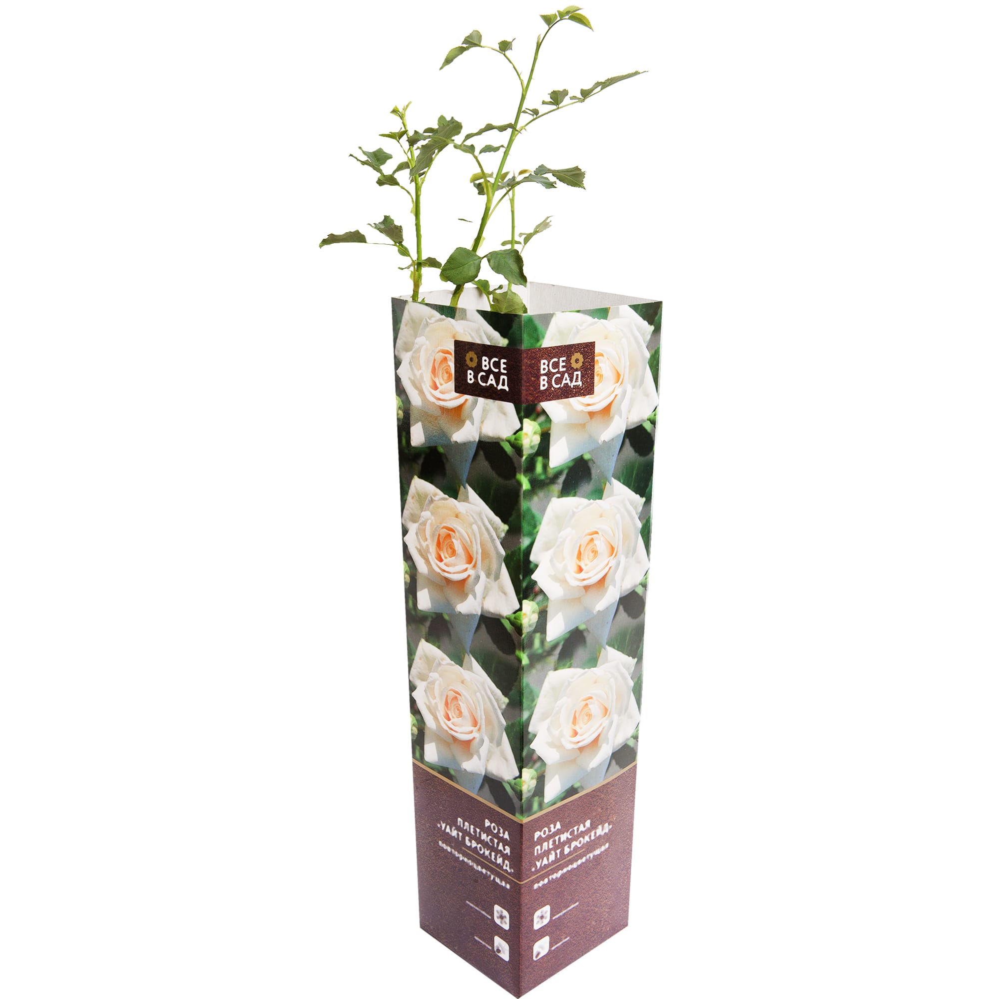 82142851 Роза плетистая «Уйат Брокейд» в тубе Santreyd 