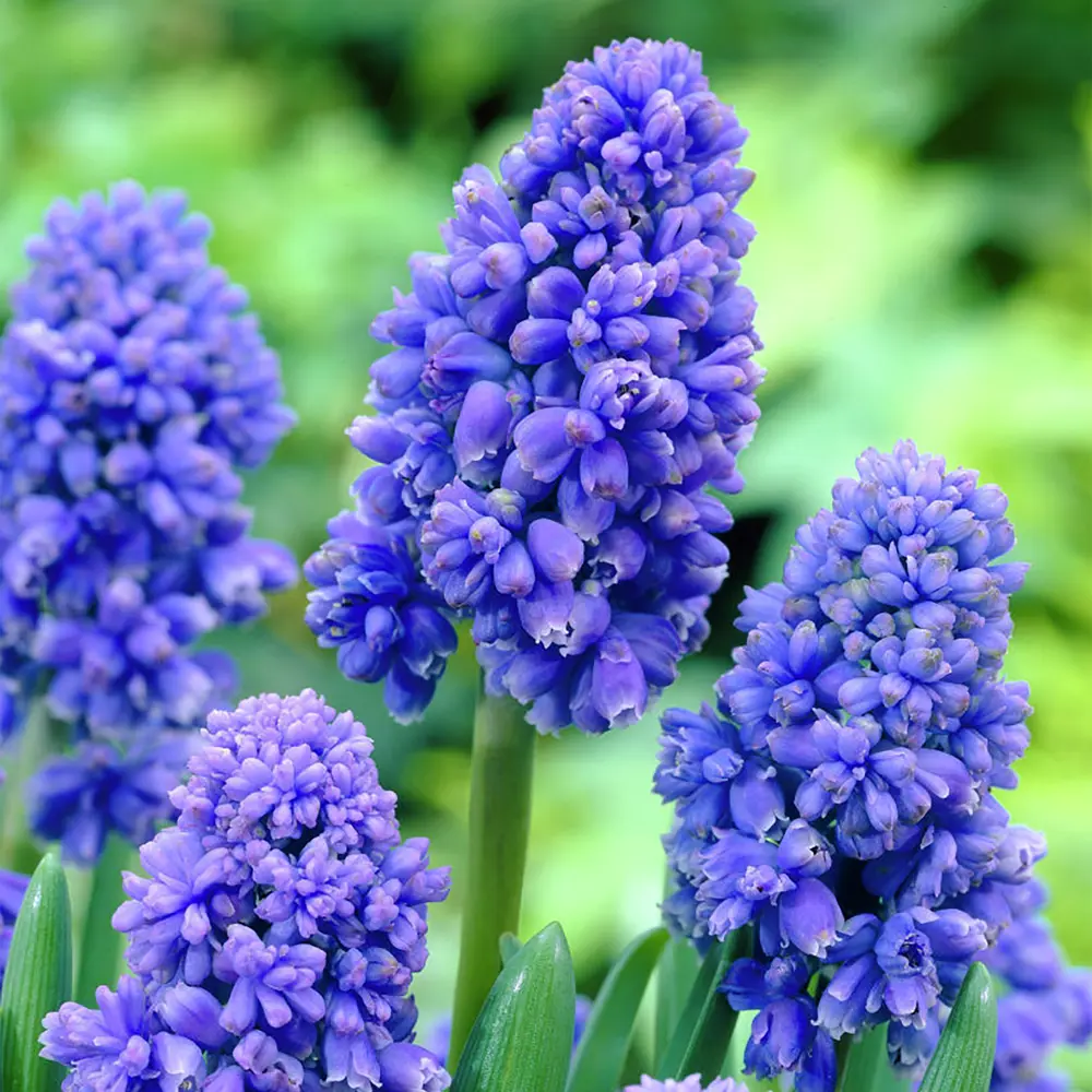 Мускари Geolia «Armeniacum» STLM-2154039