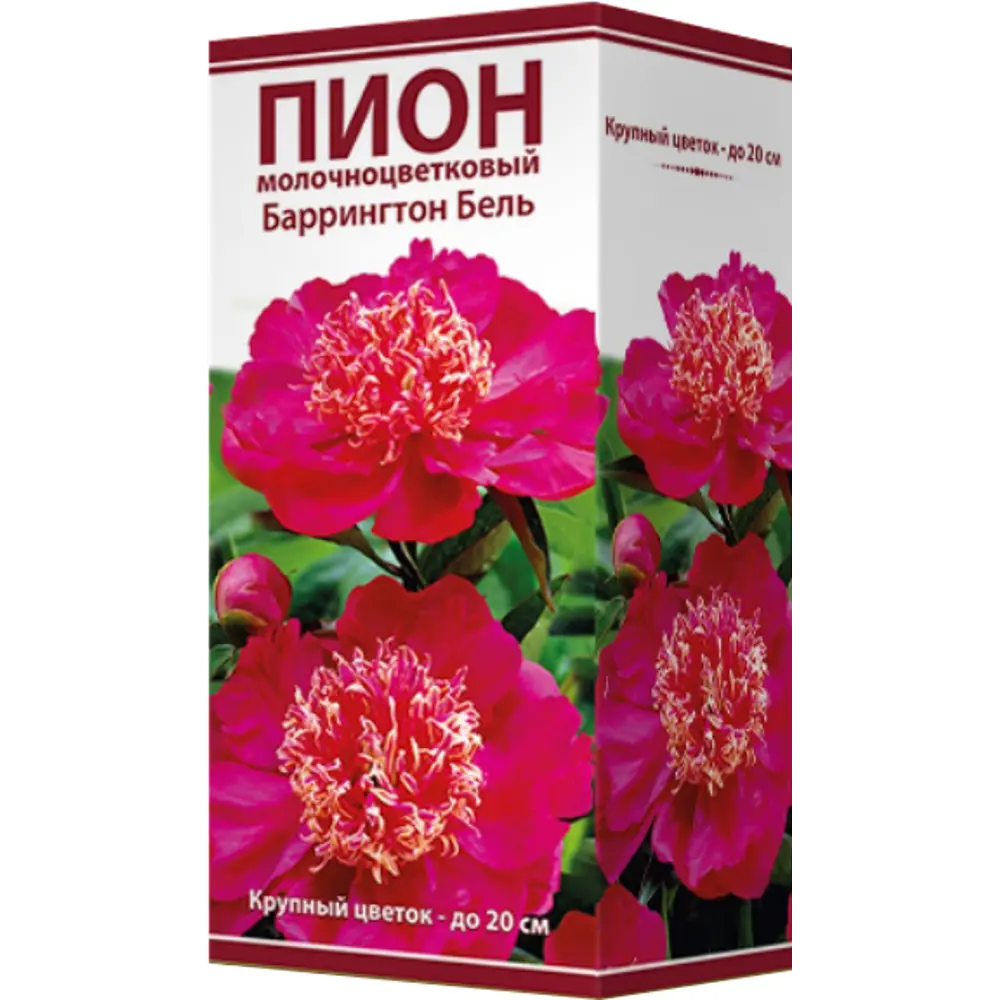 Пион молочноцветковый «Баррингтон Бель», размер луковицы I 82319603 STLM-2028668 Santreyd  - Вид №1