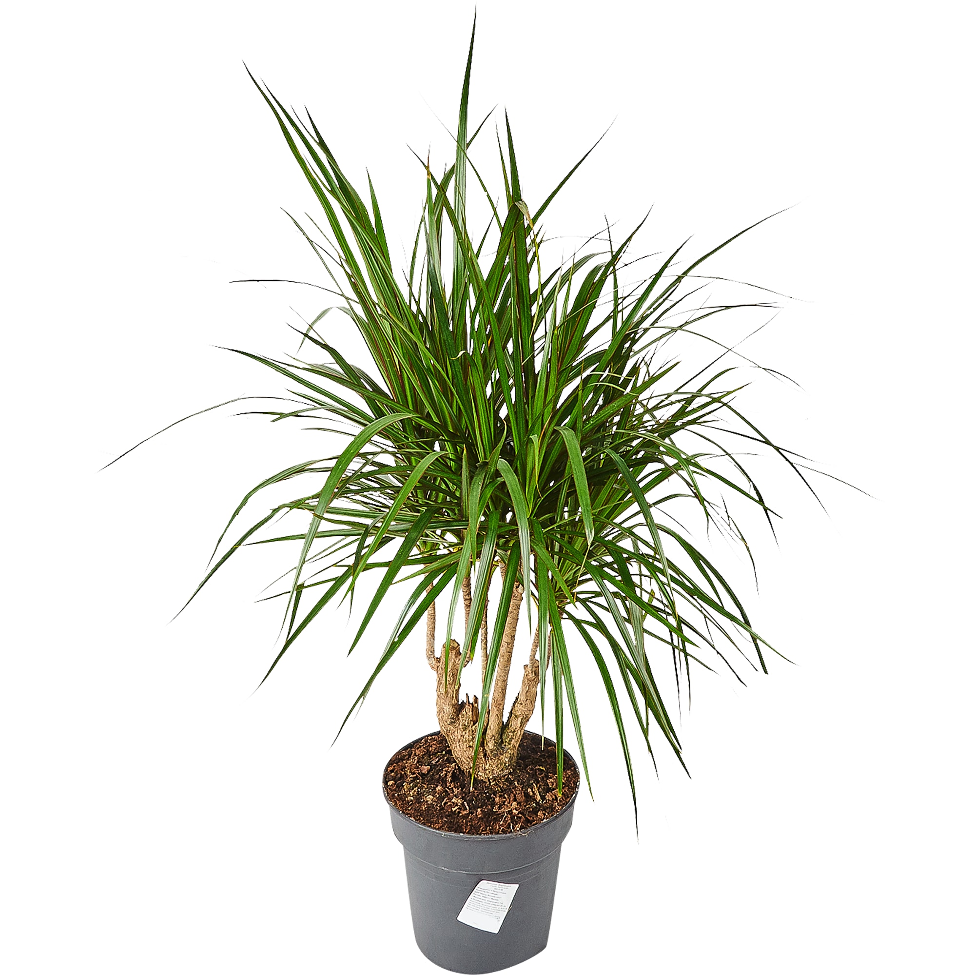 82892067 Драцена Маргината разветвленная 24x100 см Santreyd 