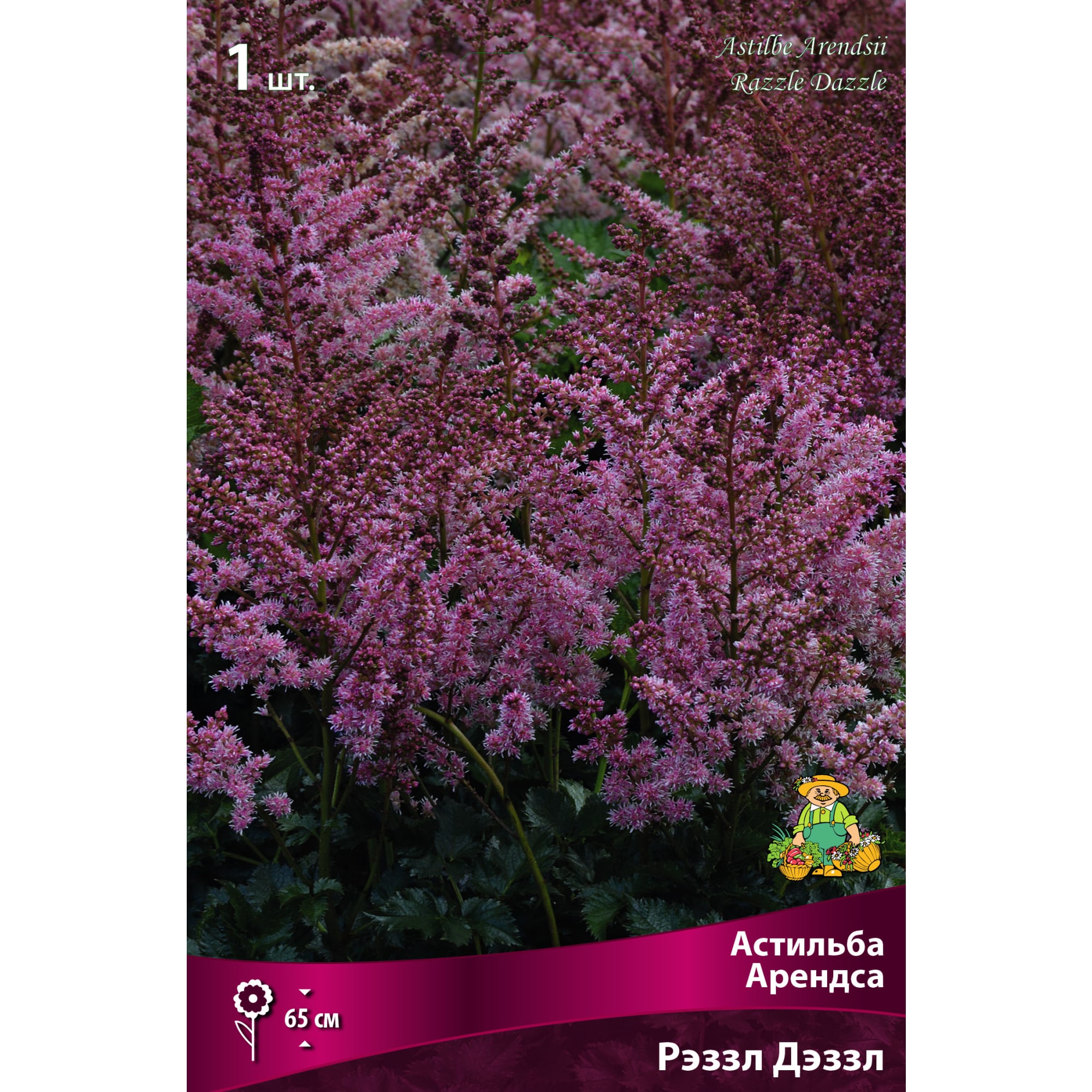 88294697 Астильба Арендса Рэззл дэззл луковица I Santreyd 
