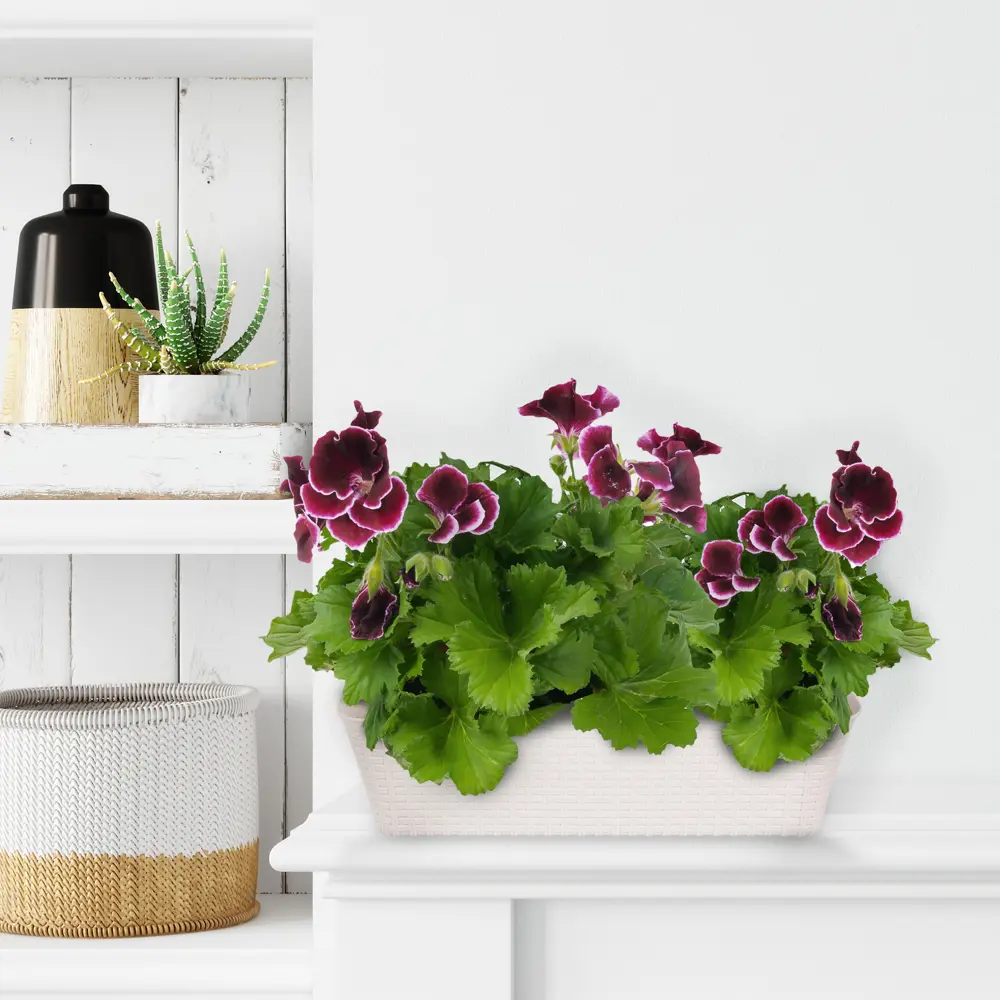 Santreyd Пеларгония грандифлора — цветущий кустарник с розовидными соцветиями 83248148 STLM-0039919 - Вид №4