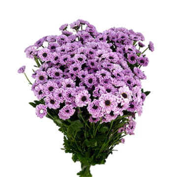 Хризантема са инь янь пинк 55 см Santreyd 25023