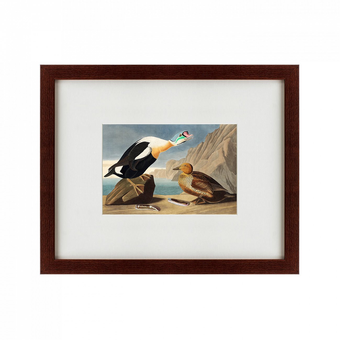 Картина: King Duck, 1827 КАРТИНЫ В КВАРТИРУ  191723 Разноцветный  - Вид №1