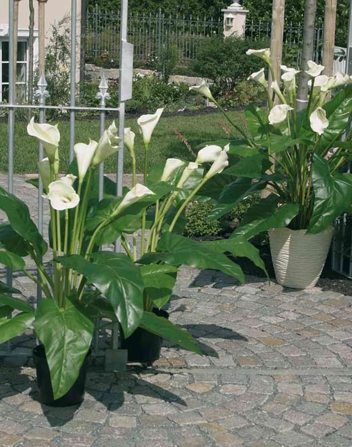 5613 883 a3 Искусственный куст каллы, в горшке, 100см, зеленый H-andreas  - Вид №1