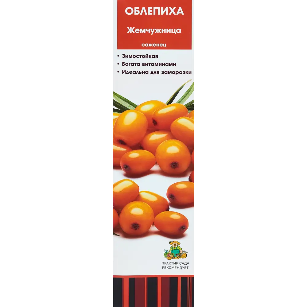 Облепиха Жемчужница h40 см 86543960 STLM-2097384 Santreyd 