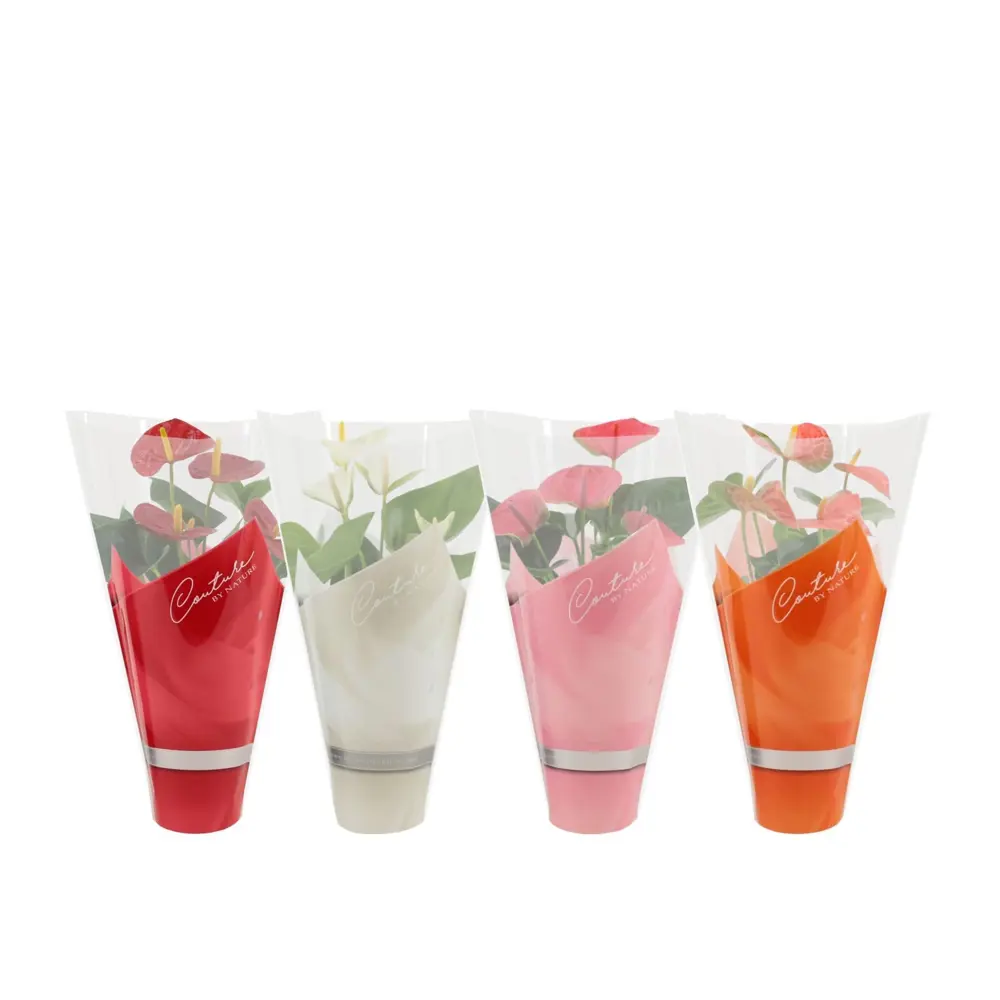 Антуриум Микс - цветущее комнатное растение в горшке ø12 см 89434573 Santreyd STLM-1580598