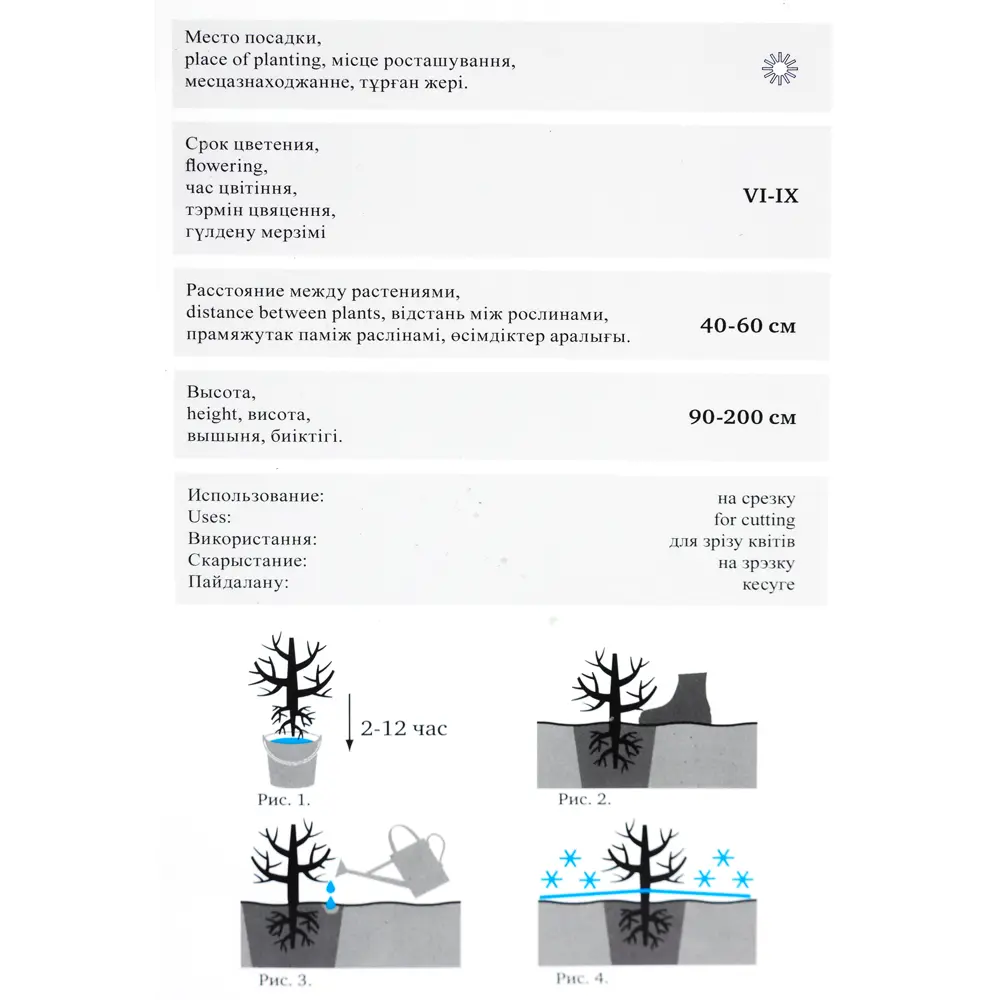 Роза «Чайно-Гибрид» эконом, в ассортименте 82009450 STLM-2084575 Santreyd  - Вид №2