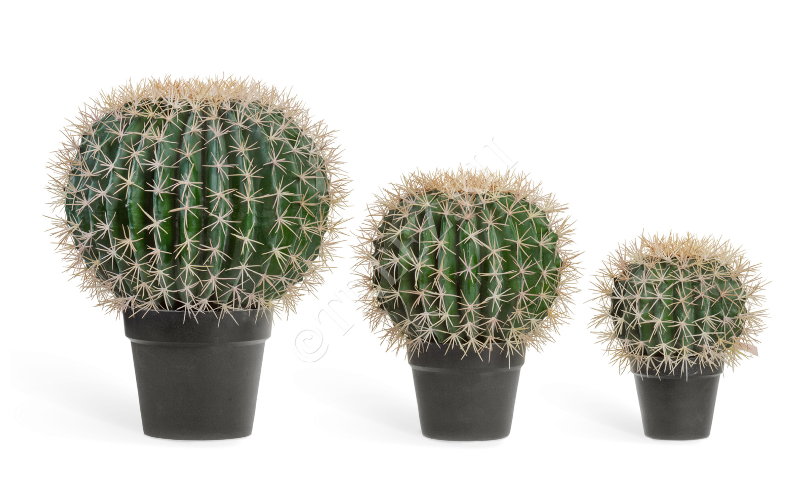 10.091830N Кактус Баррель Цветочная коллекция 