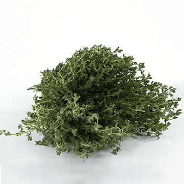 Чабрец (тимьян) Santreyd 1879 - Вид №1