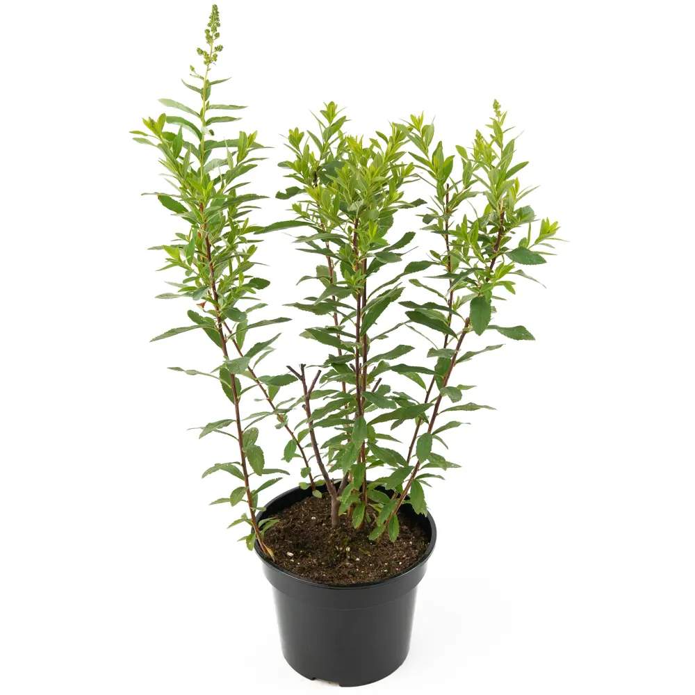 Спирея иволистная Rubra от Santreyd - розовое цветение для вашего сада 85292558 STLM-0955192 - Вид №2