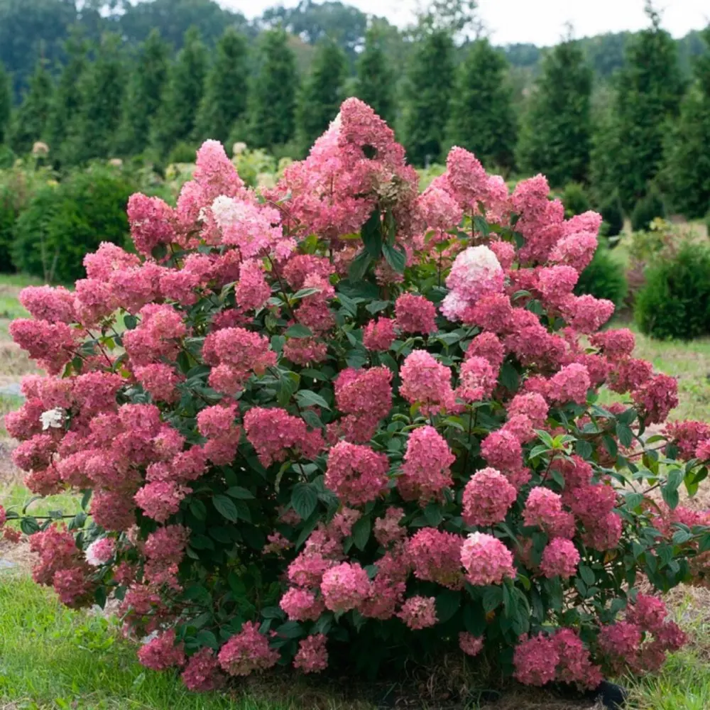 Гортензия метельчатая Мэджикал Файр ø19 h40 - 60 см PLANTMARKET STLM-2199566