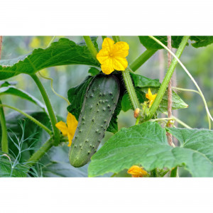 82585479 Огурец в кассете, 6 шт.