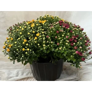 89395104 Хризантема ø25 h35 см STLM-1456156