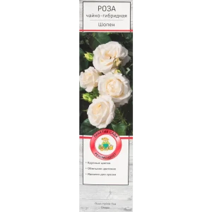 Роза чайно-гибридная Шопен в тубе Поиск Инвест 18348216 STLM-2186569
