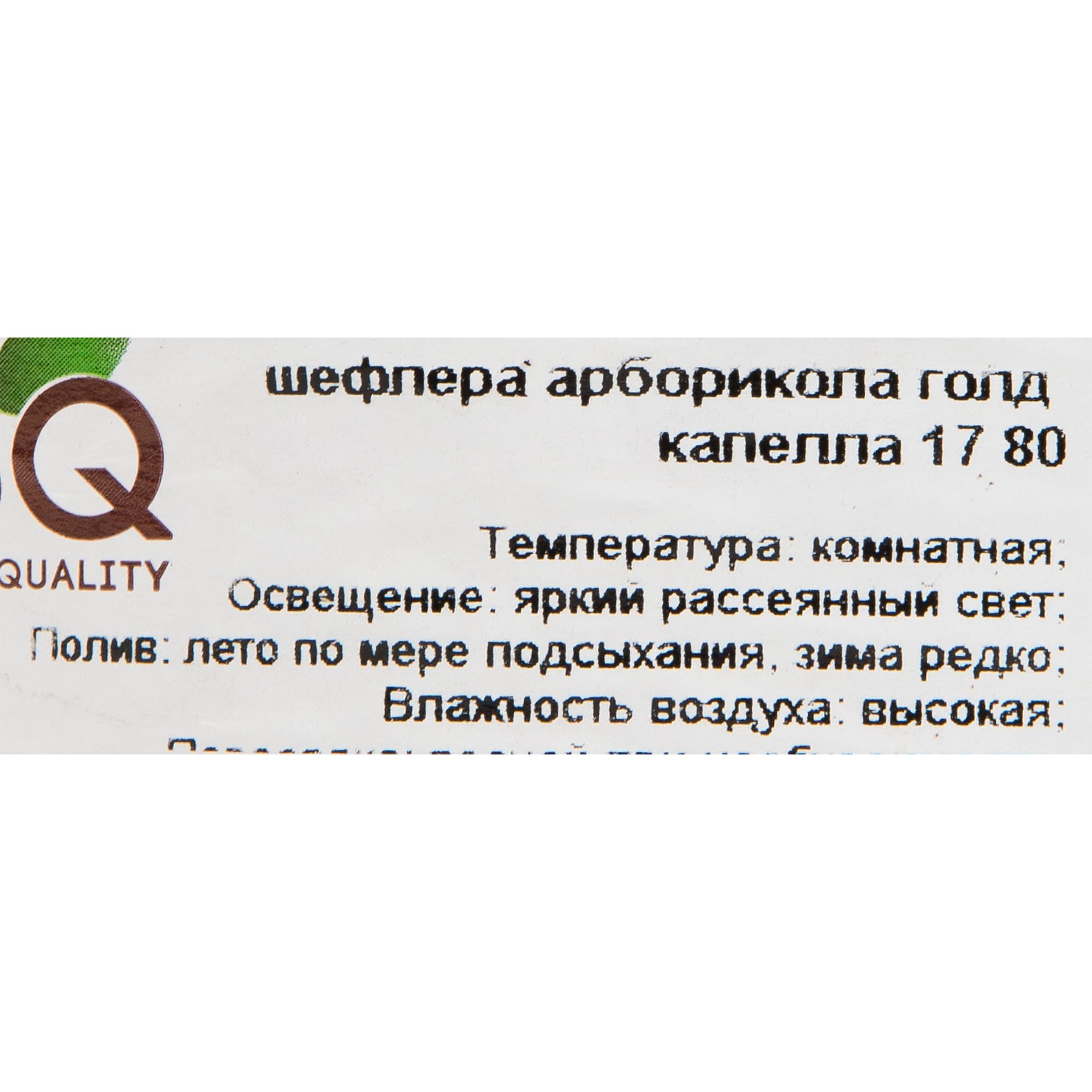 82578747 Шеффлера голд капелла d17 h80 Santreyd  - Вид №2