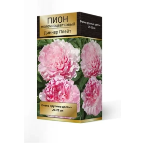 Пион травянистый Диннер Плейт луковица 2-3 83600132 STLM-2141697