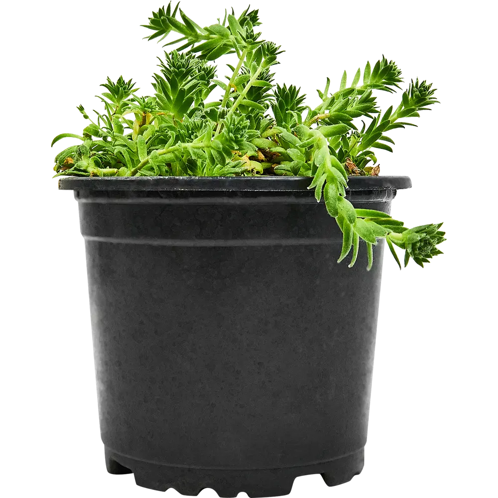 Santreyd Молодило — вечнозеленый суккулент для альпинариев и домашнего декора 89296623 STLM-0813698