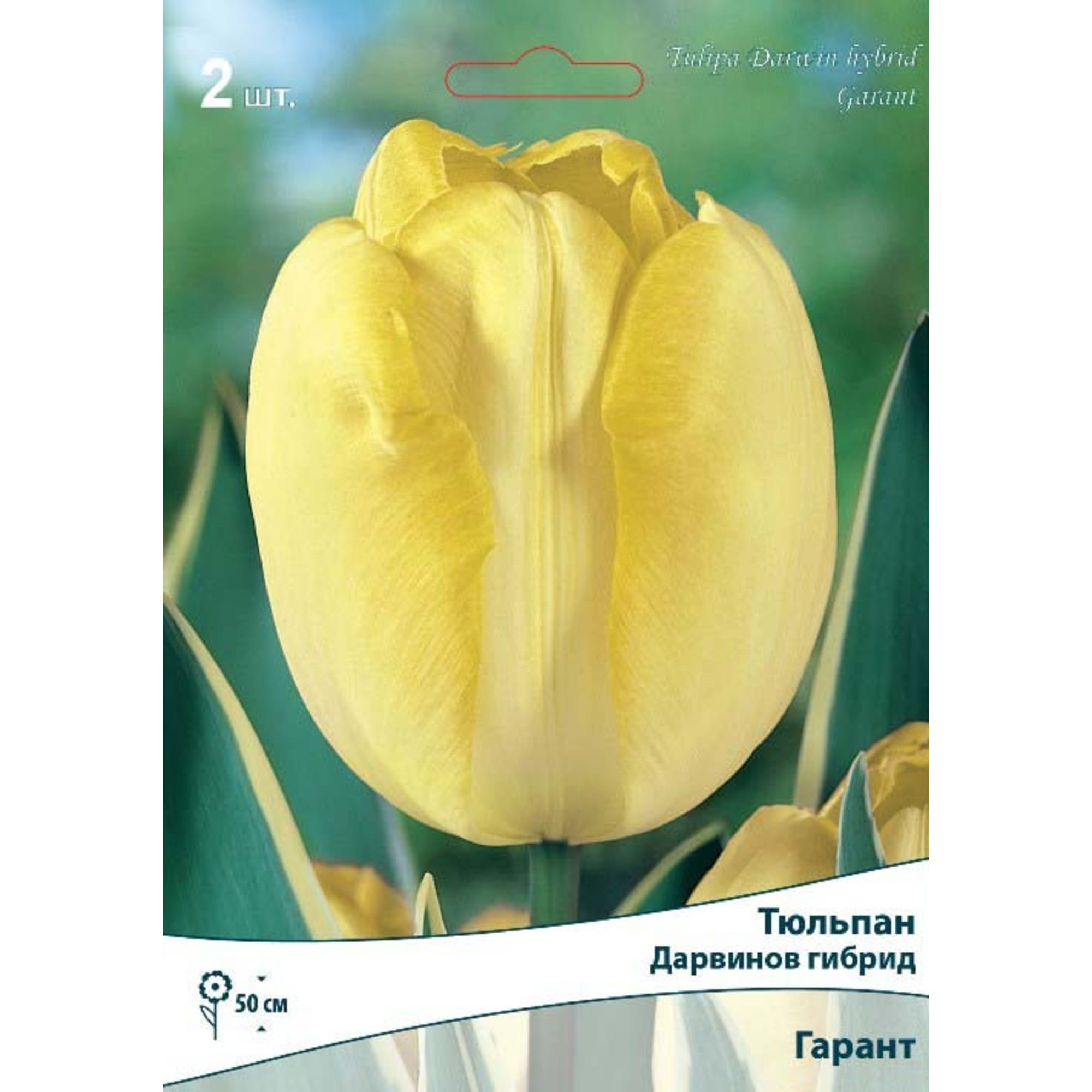 82663355 Тюльпан Дарвинов гибрид «Гарант» размер луковицы 10/11, 2 шт Santreyd 