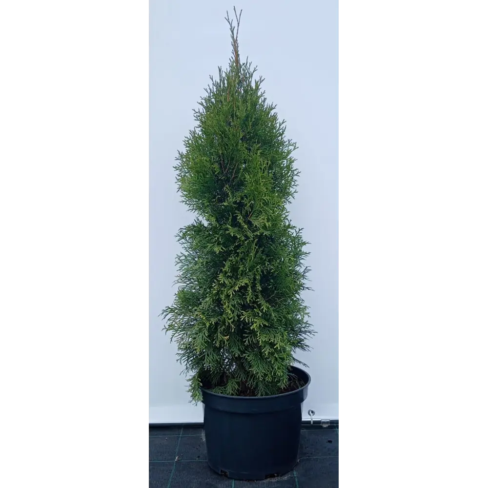 Туя западная Смарагд ø28 см h100-120 см 85088224 STLM-2203044 Santreyd 