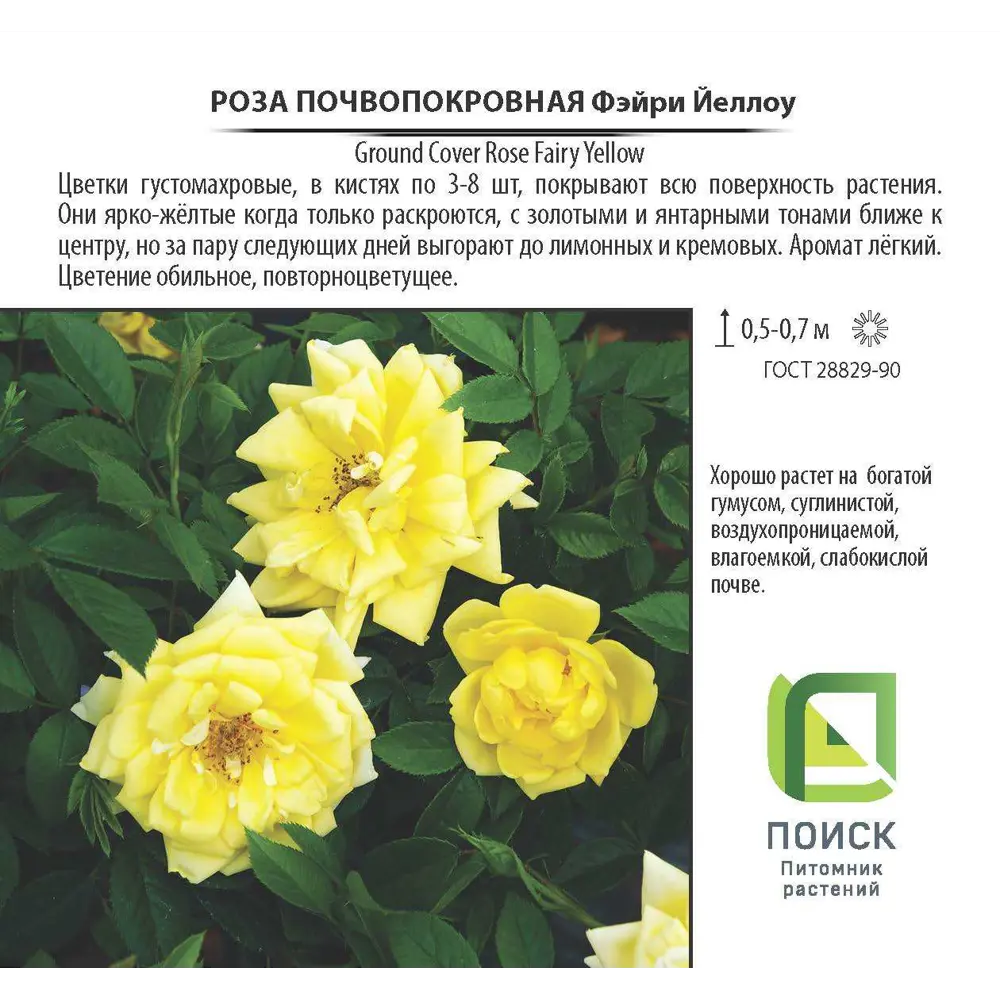 Роза почвопокровная «Фэйри Еллоу», 3.5 л 18474925 STLM-2023117 Santreyd  - Вид №1