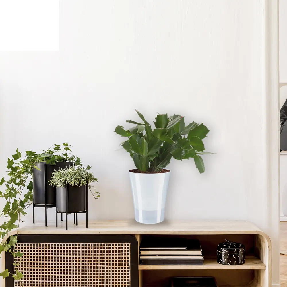 Santreyd Шлюмбергера микс - рождественский кактус для дома 18785846 STLM-0959920 - Вид №3