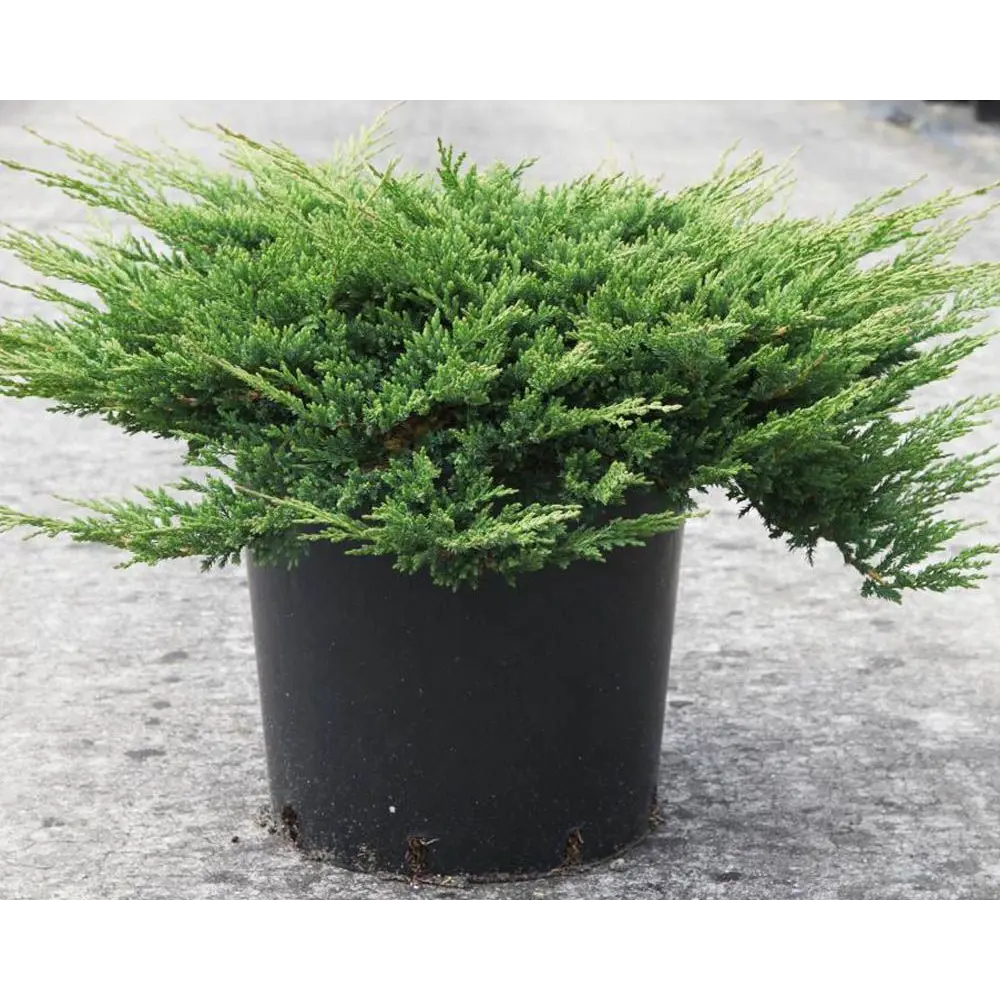 Можжевельник горизонтальный Принц Уэльский ø17 h20 см PLANTMARKET STLM-2205304