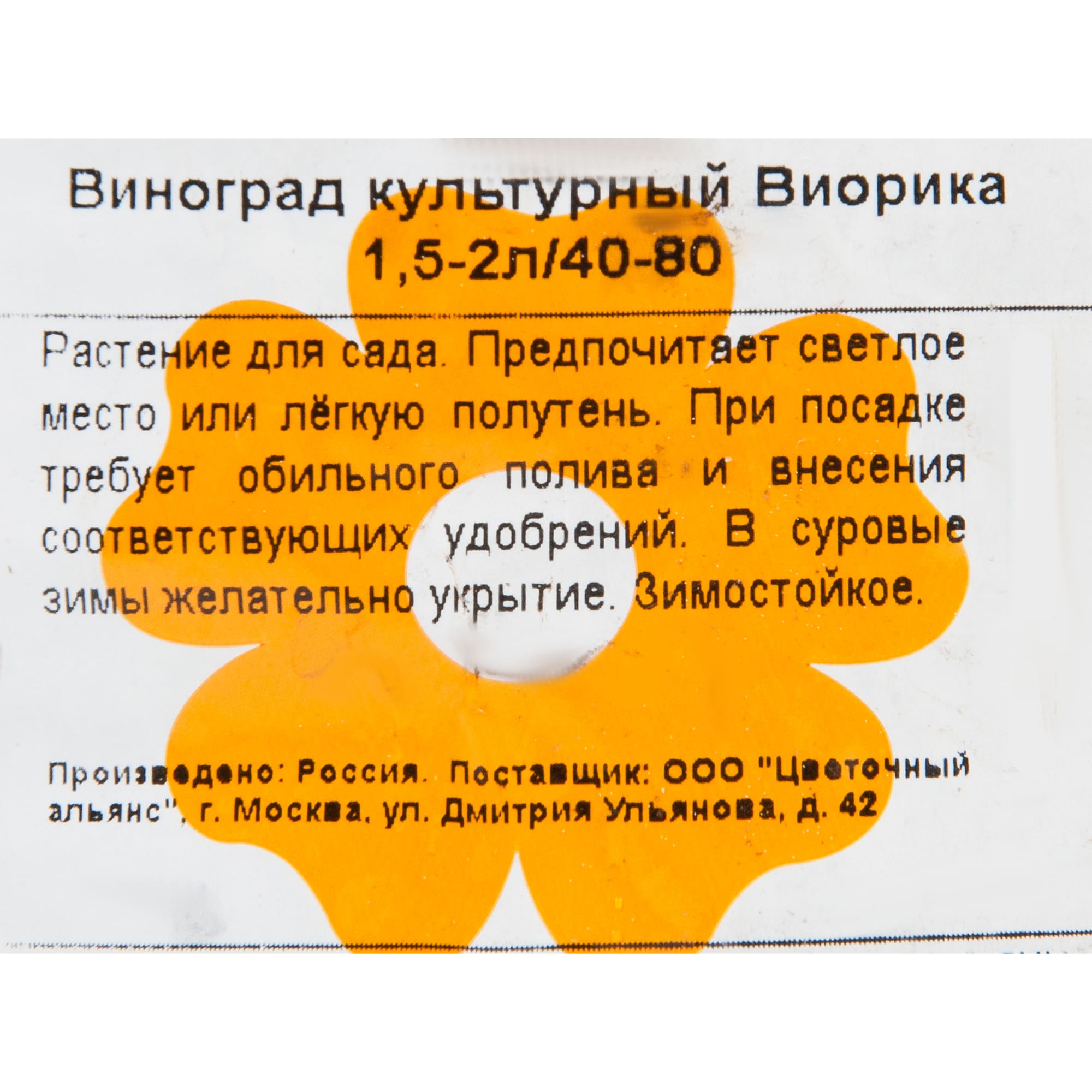 82601691 Виноград культурный «Виорика» 1.5-2 л высота 40-80 см Santreyd  - Вид №1