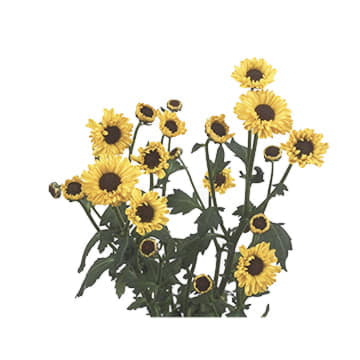 Хризантема са тедча импровед 55 см Santreyd 25033 - Вид №1