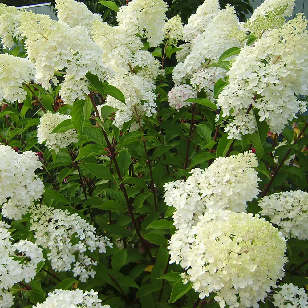 Гортензия Фантом Santreyd - бело-розовая метельчатая красавица 18016174 STLM-0009255