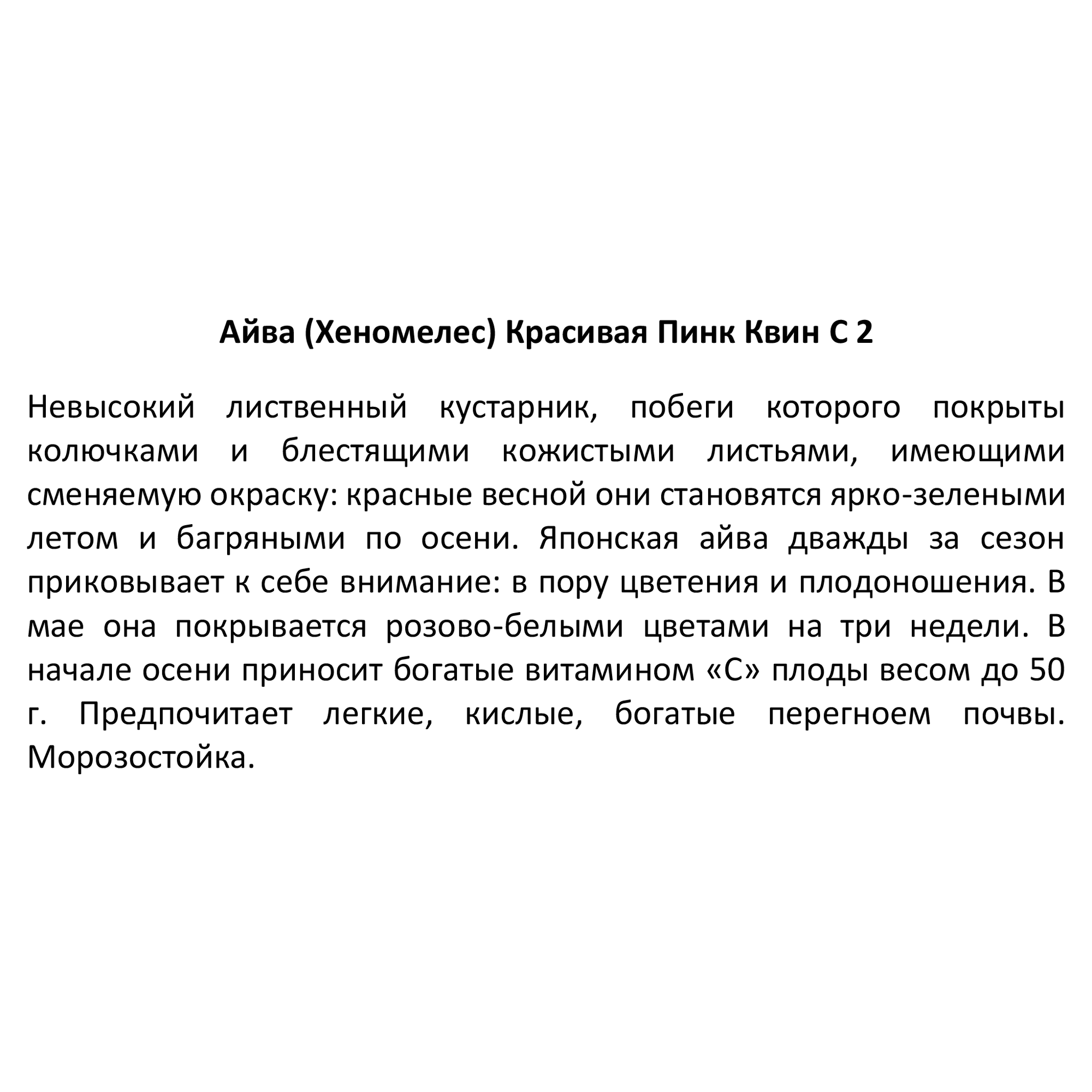 Айва Хеномелес - плодовый саженец для сада 85325437 Santreyd STLM-0061589 - Вид №3