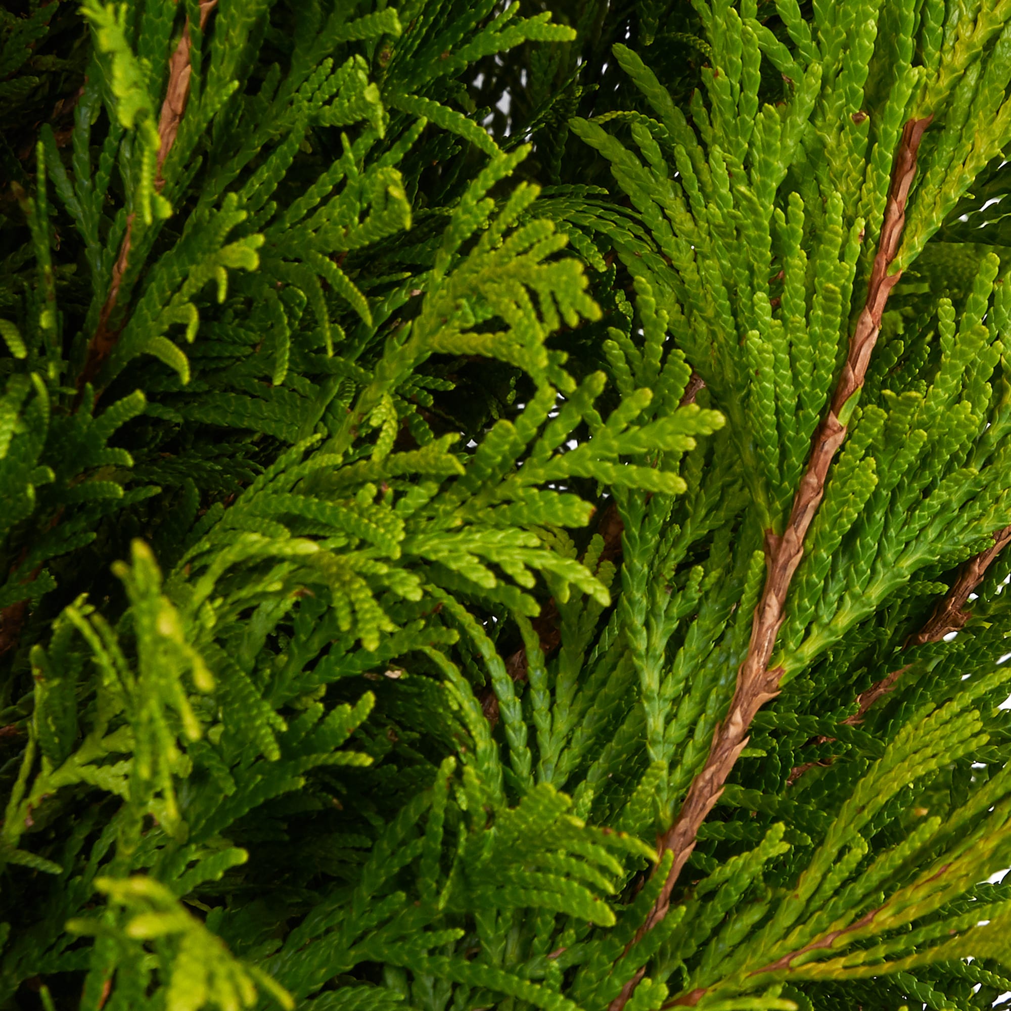 82176387 Кипарисовик Лавсона «Ивонне» 15 л 125-150 см Santreyd  - Вид №2