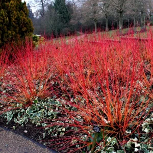 Дерен кроваво-красный ø19 h40 см