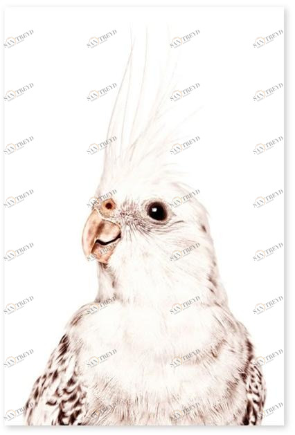 Groovy Magnets Магнитный плакат Animal Pos-62-p