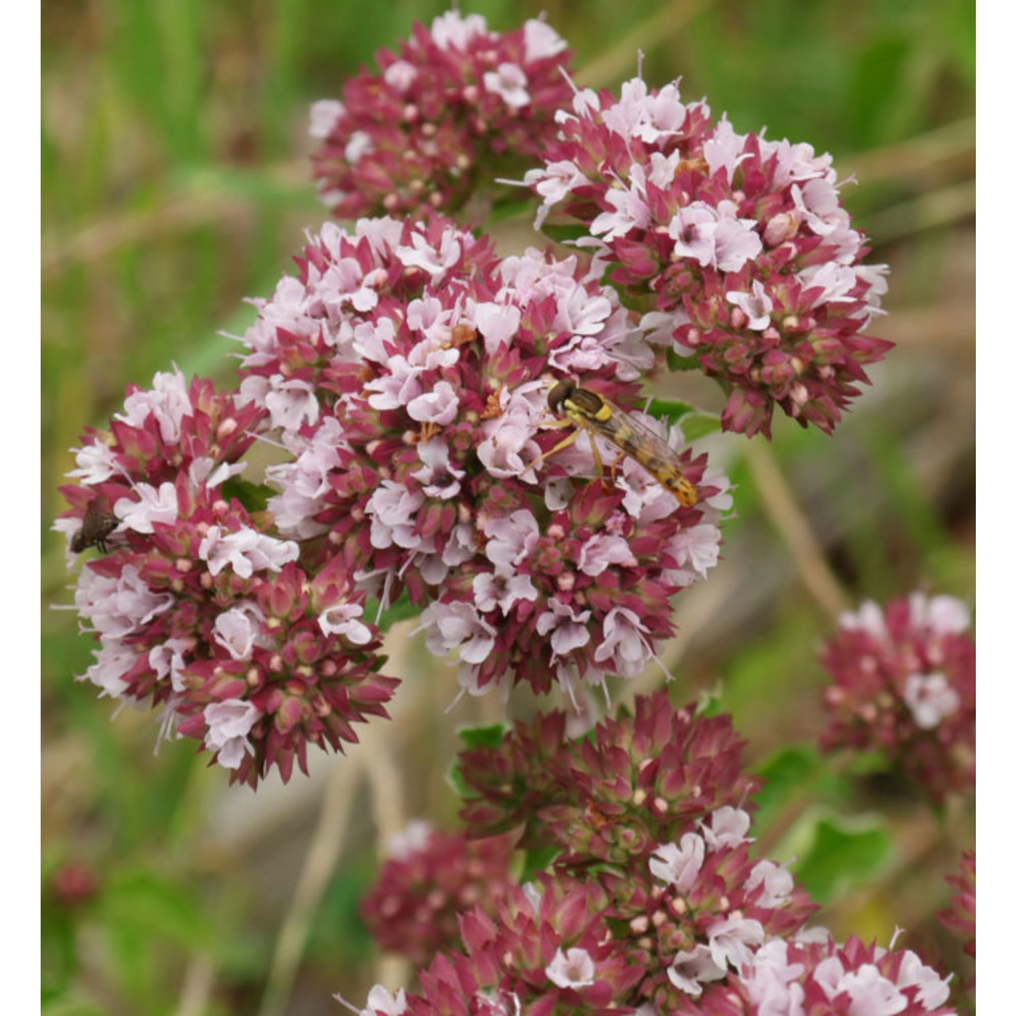 85326931 Душица обыкновенная Маргарита ø15 h20 см Santreyd  - Вид №2