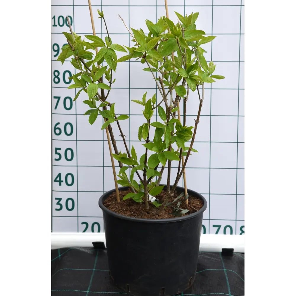 Гортензия метельчатая «Фантом» 40x100 см 82676654 STLM-2082518 Santreyd 