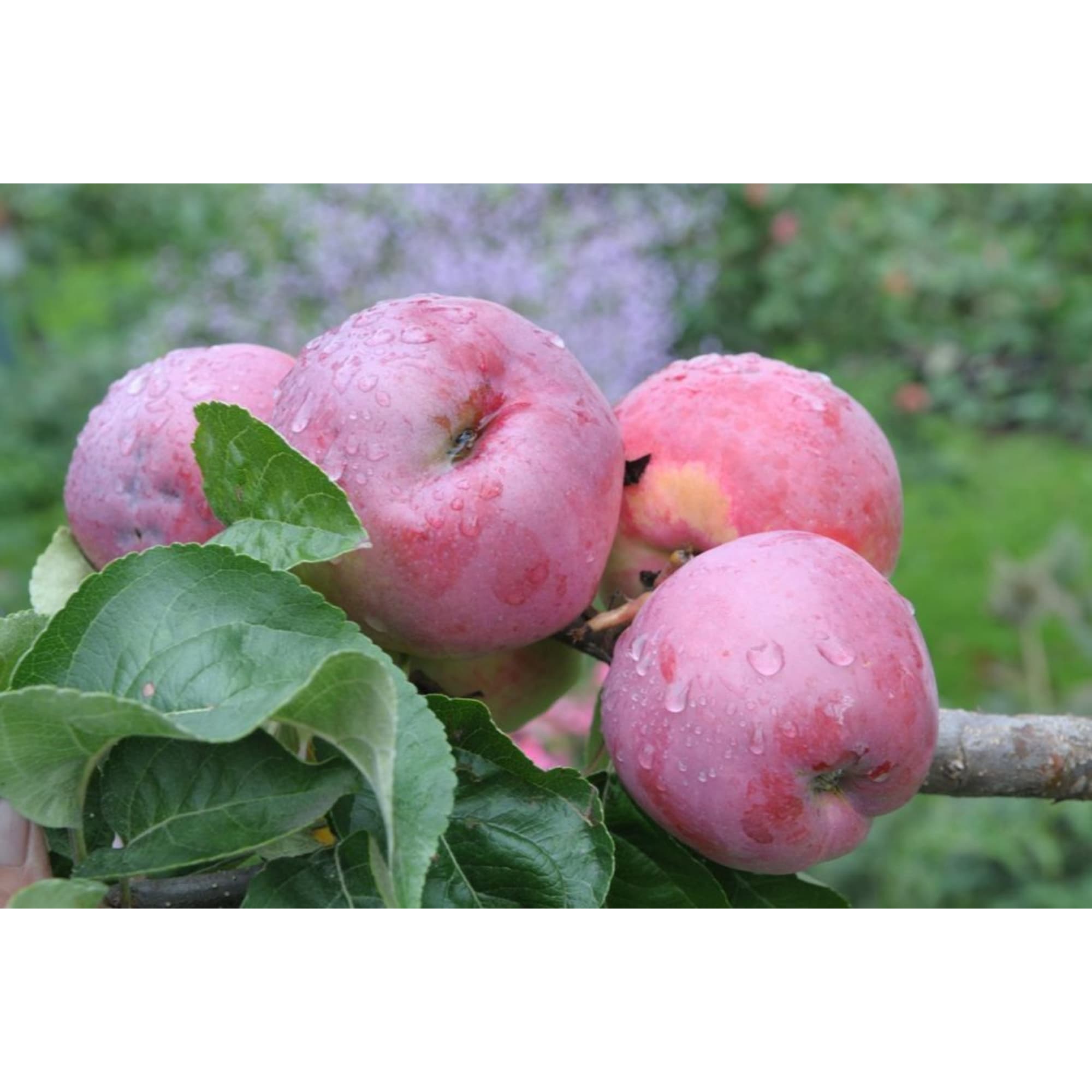 82601702 Яблоня домашняя «Подарок» 3-5 л высота 100-180 см Santreyd  - Вид №2