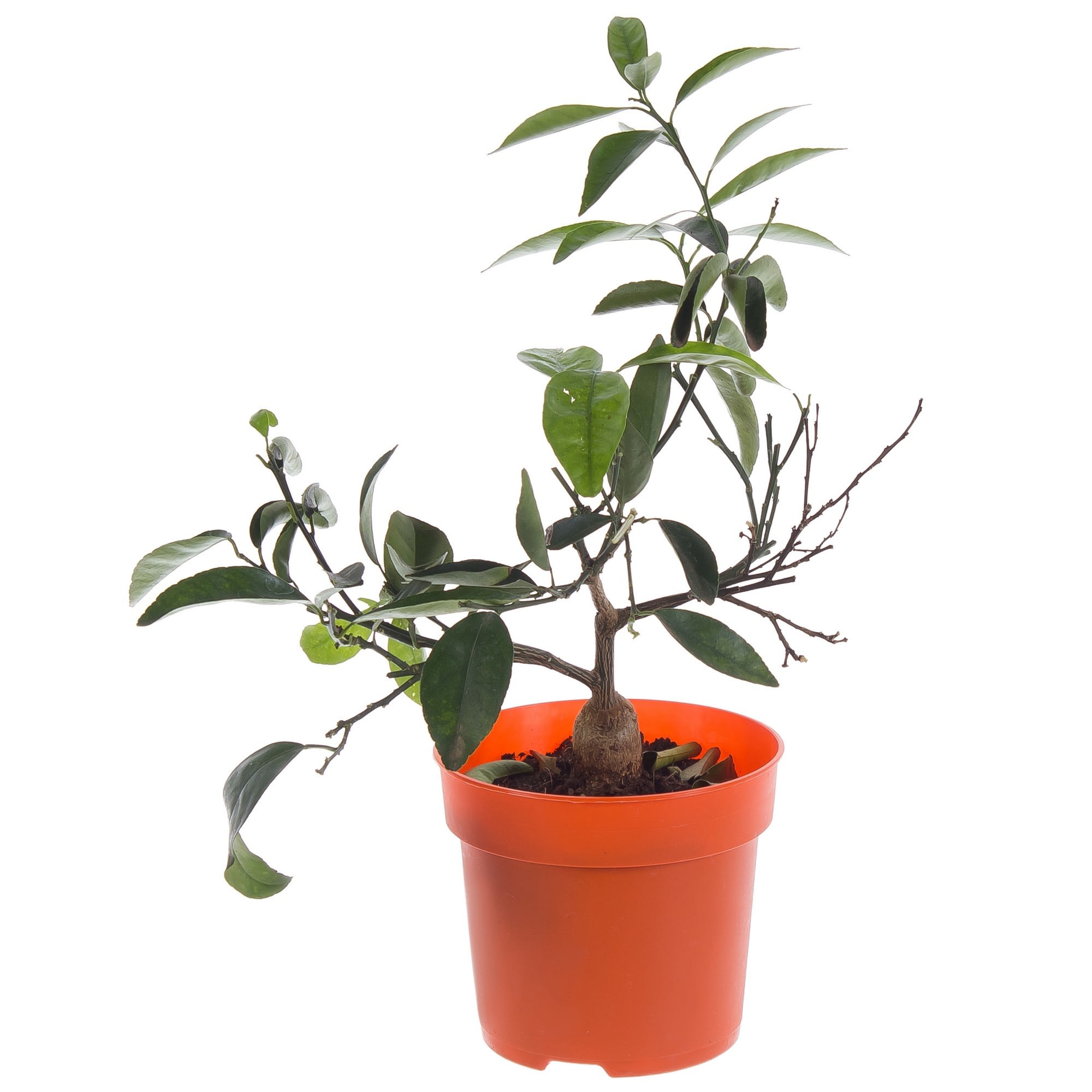 18785918 Цитрофортунелла «Микрокарпа» d15 h45 Santreyd 