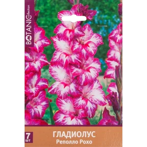 Гладиолус крупноцветковый «Реполло Рохо» 82539343 STLM-2029316