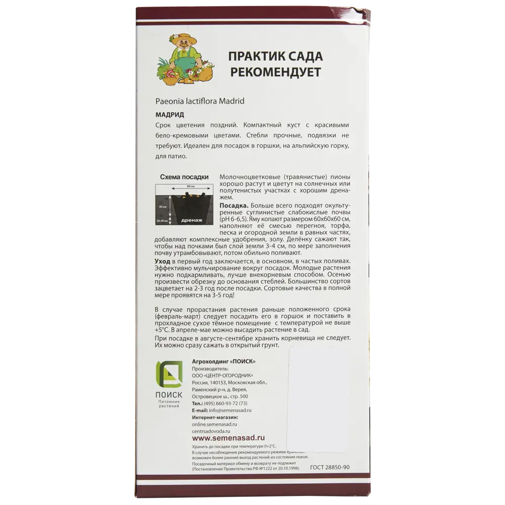 Пион молочноцветковый «Мадрид», размер луковицы I 82319608 STLM-2192516 Santreyd  - Вид №1
