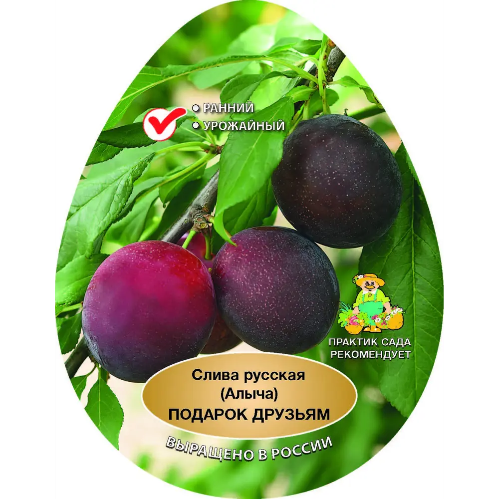 Слива русская Подарок друзьям сетка h200 см 87737935 STLM-2015603 Santreyd 