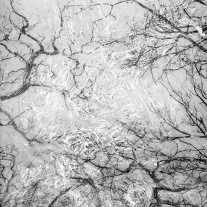 Арт-панель на холсте Alex Turco Organic Dark Limbs