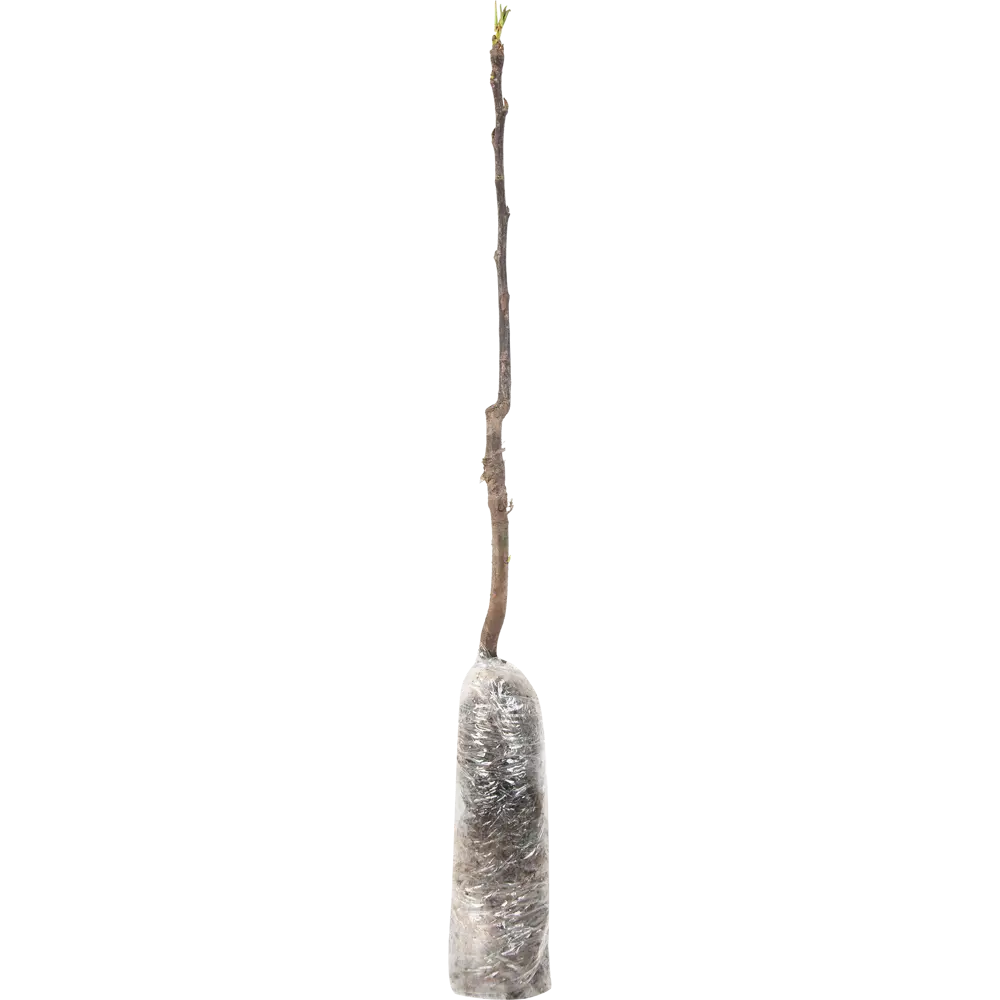 Груша Лада в тубе 82539559 STLM-2023891 BOTANIC COLLECTION  - Вид №1