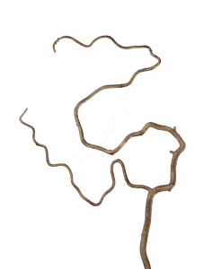 30.0610021BR Ветка Салекса изогнутая св.коричневая Цветочная коллекция