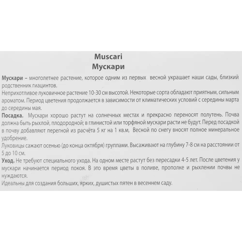 Мускари армянский Азуреум луковица 6/7, 10 шт. 88295038 STLM-2157505 Santreyd  - Вид №2