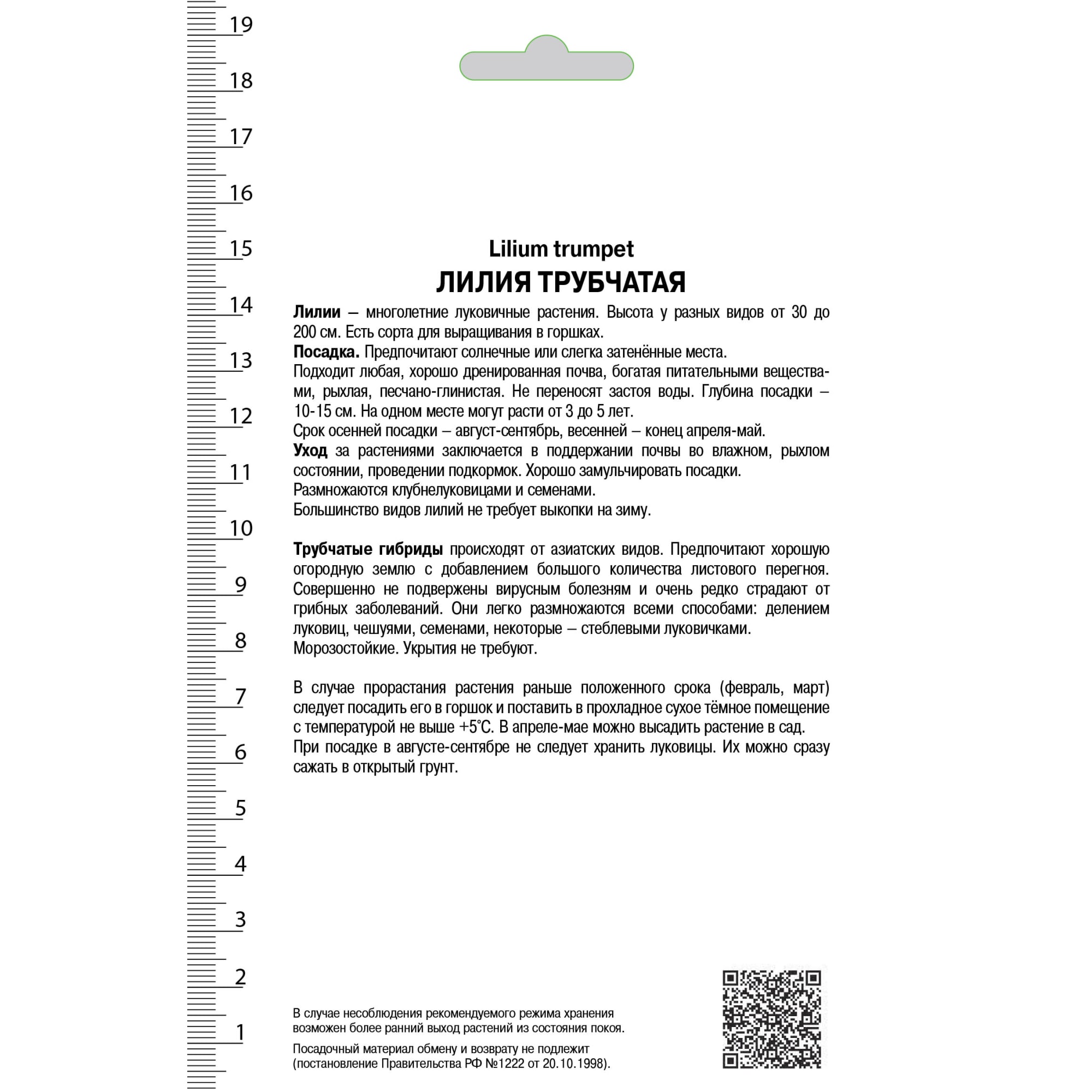 82000185 Лилия трубчатая «Голден Сплендор», высота 50 см, 1 шт Santreyd  - Вид №1